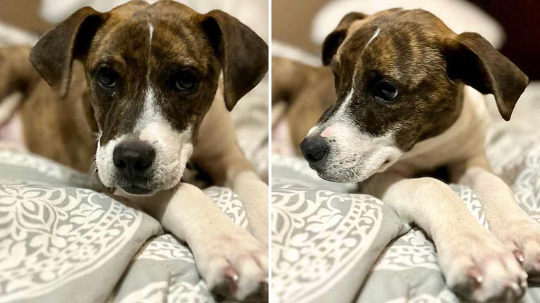 Loving young dog searching for new home after surrendered by owners
