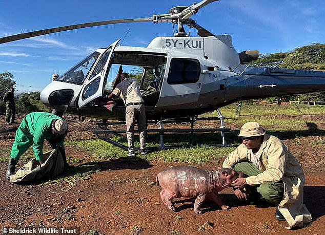 Meet Bumpy the hippo who is being hand-reared after being found nudging ...