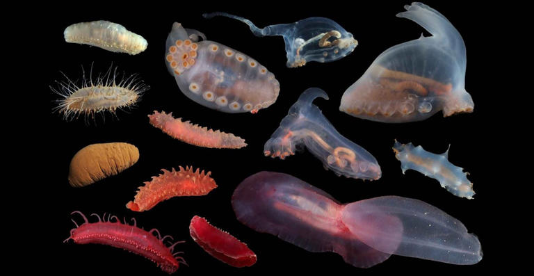 Decades of deep sea mining research show threat to seafloor creatures