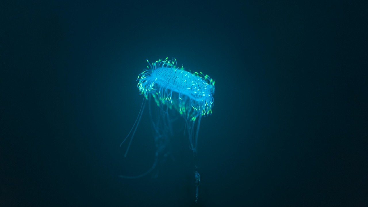 The internet named a deep-sea creature found nearly 3 miles down ...
