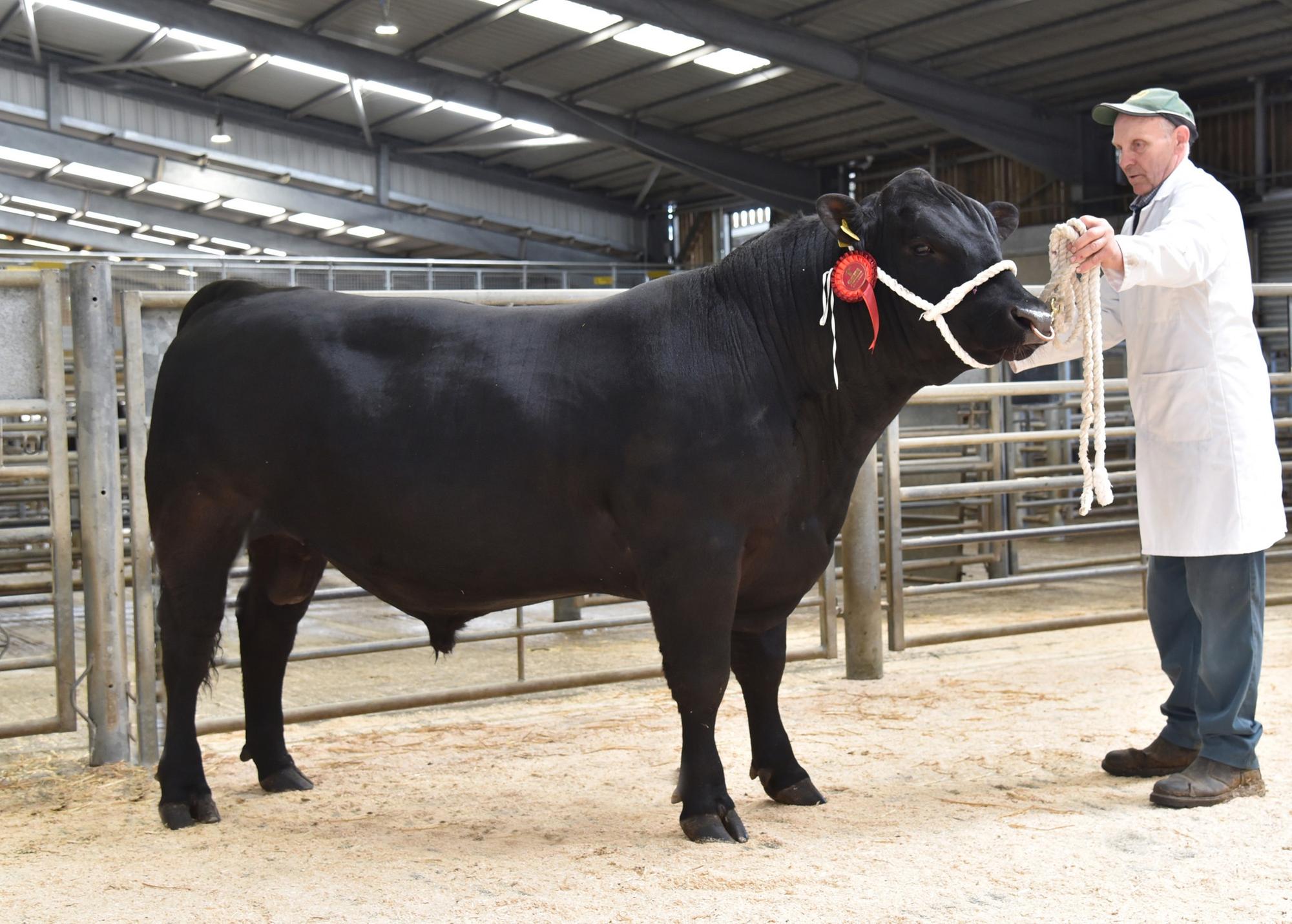 Aberdeen Angus bull makes 4400gns top call at CCM Skipton beef spring ...