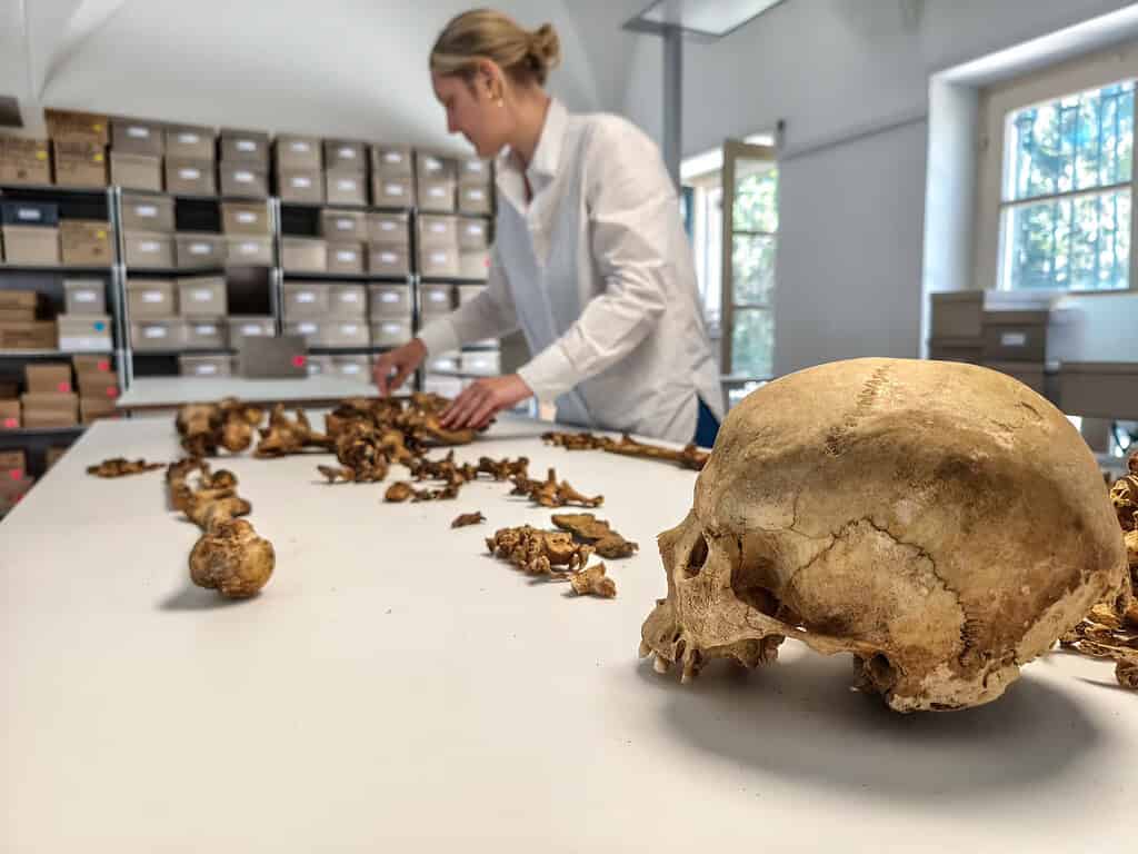 A researcher at the State Collection for Anthropology Munich (SAM) examines the skeleton of a woman who lived between 510 and 560 AD and was buried at the village of Altheim, Germany, in this undated photograph taken in Munich, Germany, and released on April 29, 2026. Credit: SAM/Harbeck