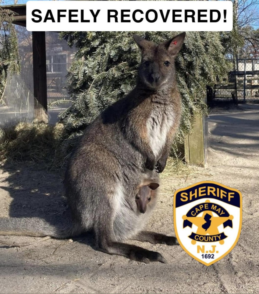 Wallaby captured after escape from New Jersey zoo