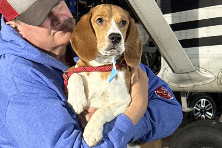 Rescue flight takes 16 beagles who 'only knew confinement' from ...