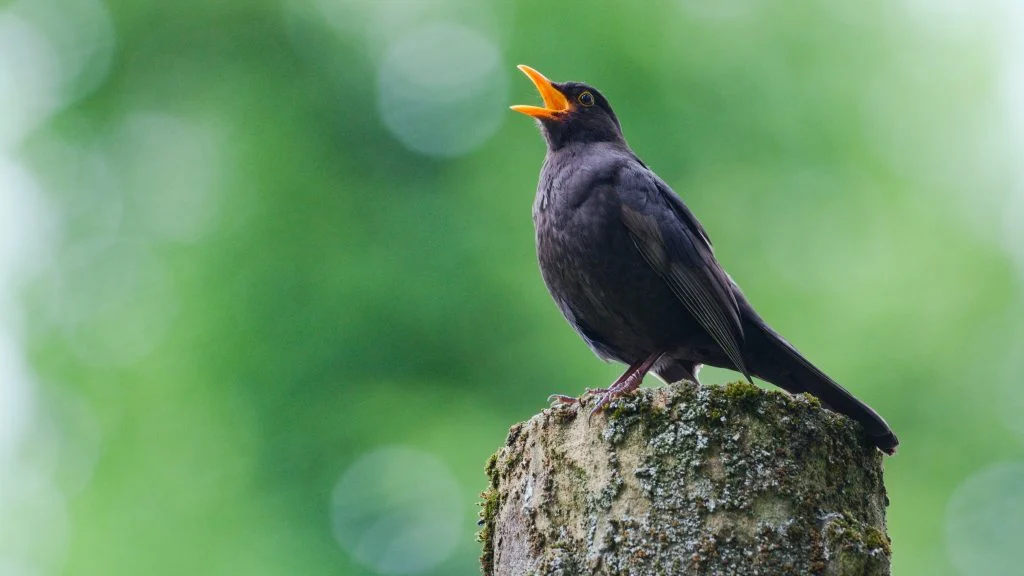 Listening to birds in nature linked to lower stress levels