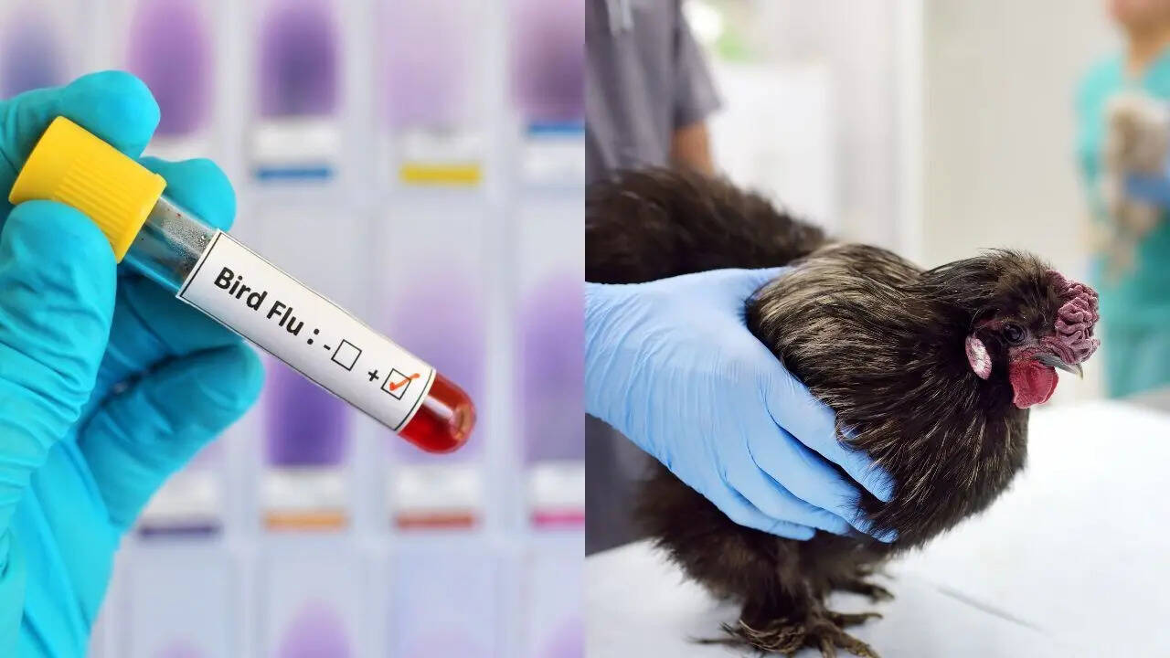 UK university seeks volunteers to stop the next global outbreak of bird flu