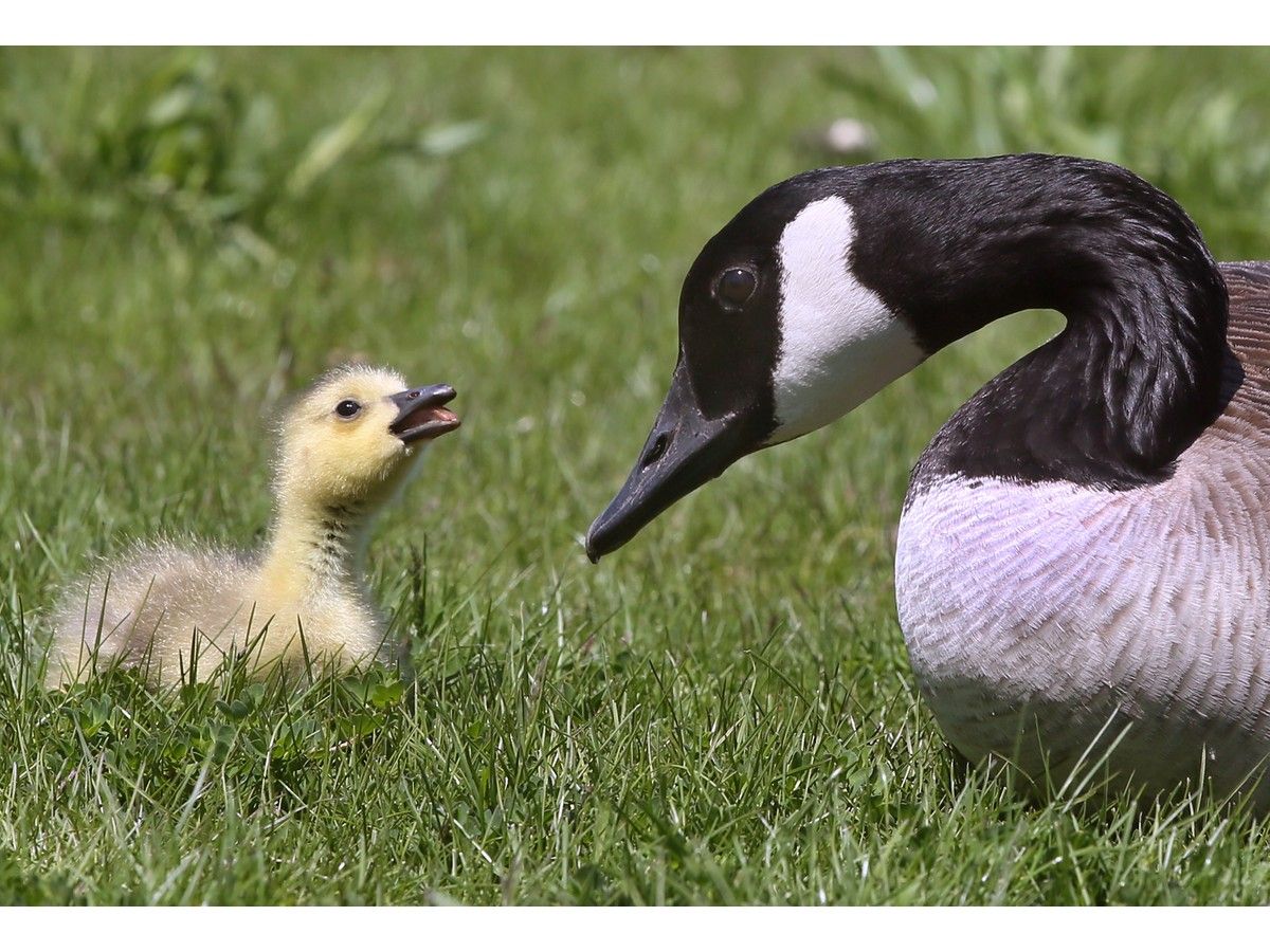 Essex man fined for harassing Canada geese