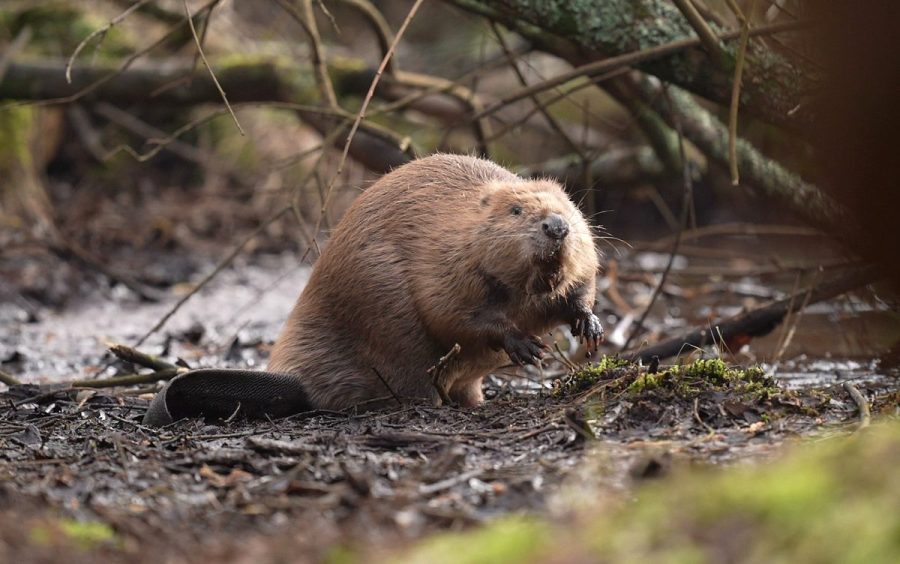 Beaver attacks 8-year-old boy in New Jersey park, sends him to hospital
