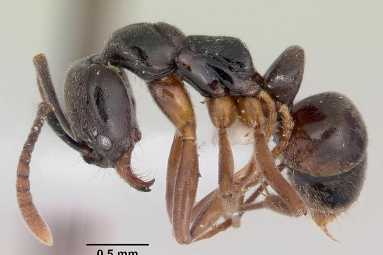 Warning as venomous insect imported from China invades multiple US states