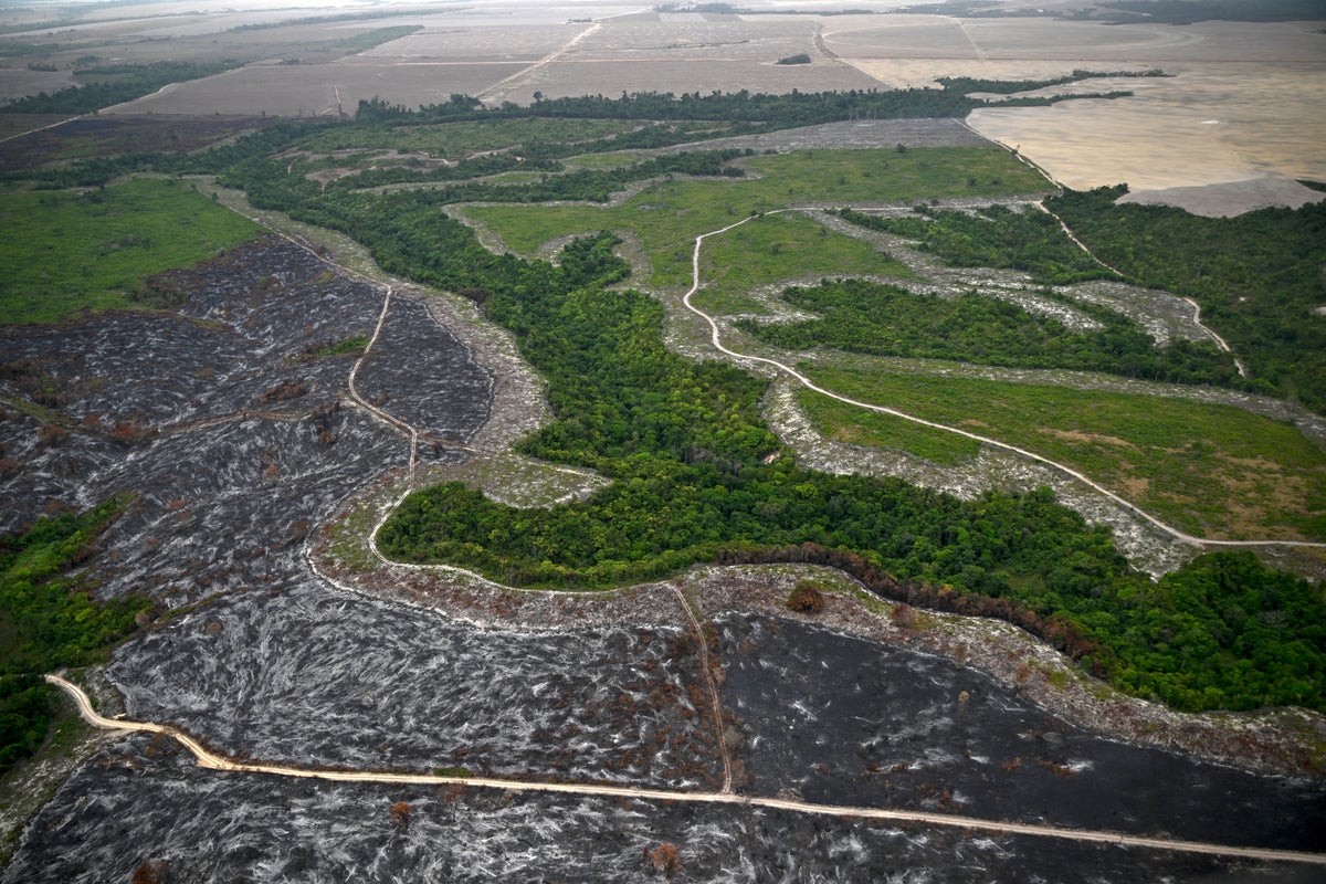 Gold rush fuels Amazon deforestation in Brazil’s protected areas