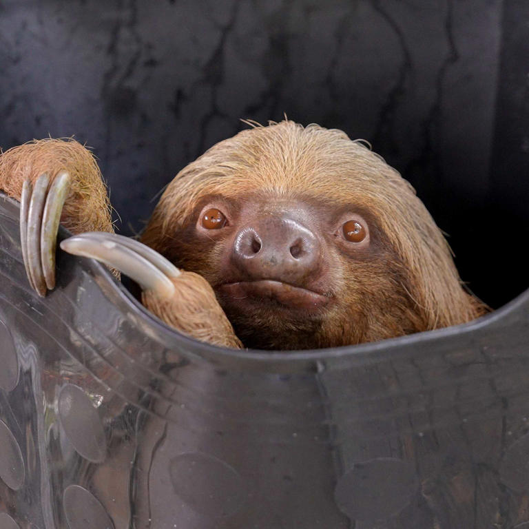 We have lost another sloth: Sanford zoo reports 3rd death of Sloth ...