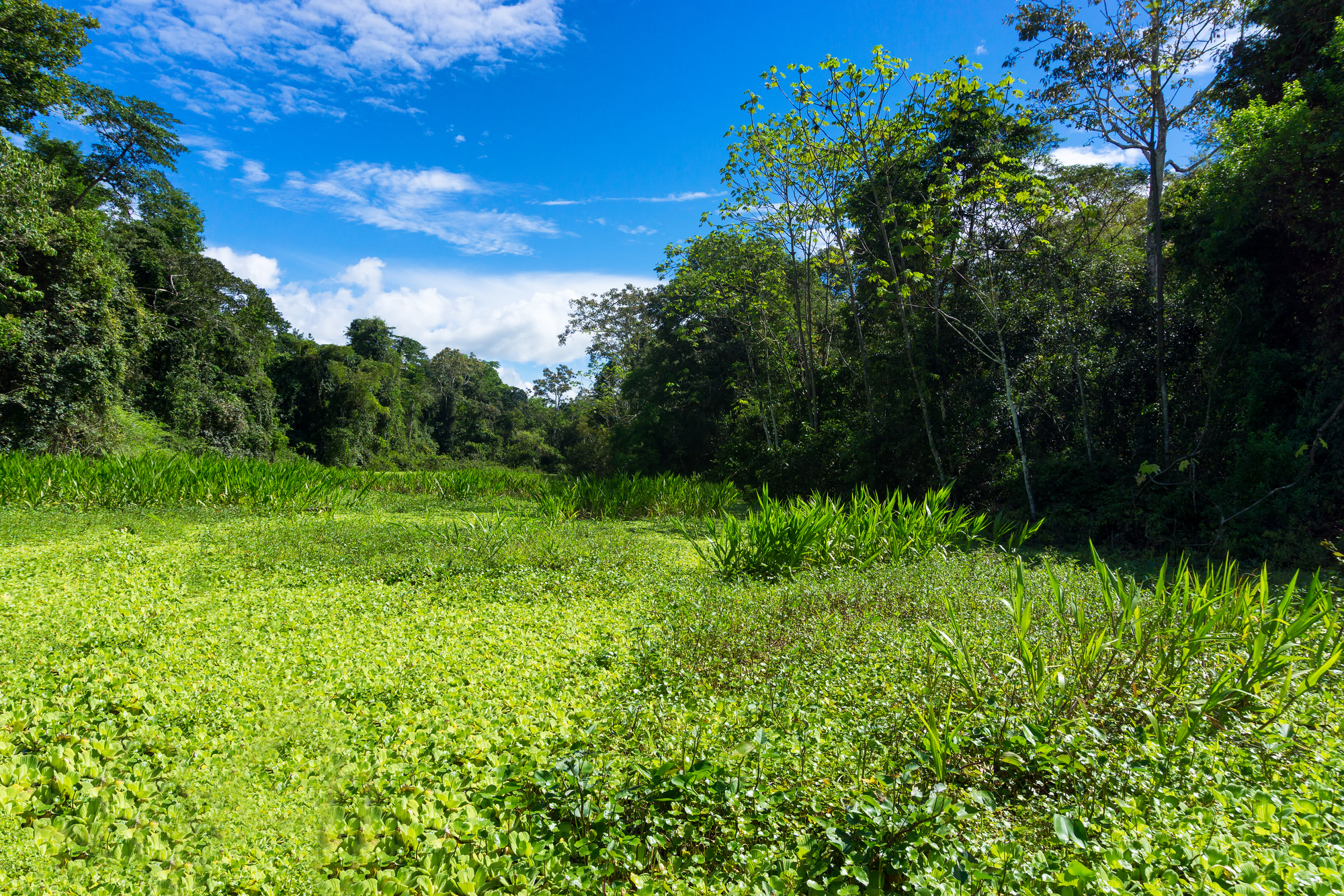 17-facts-about-the-amazon-rainforest-that-sound-almost-impossible