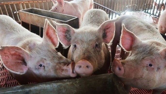Government eyeing to boost hog repopulation