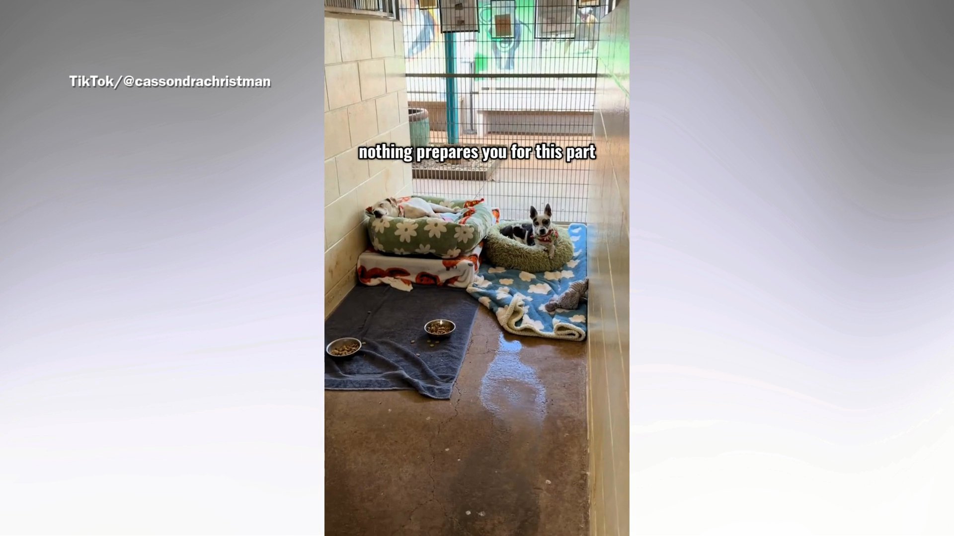 Senior dog surrendered to shelter with best friend–then tragedy strikes ...