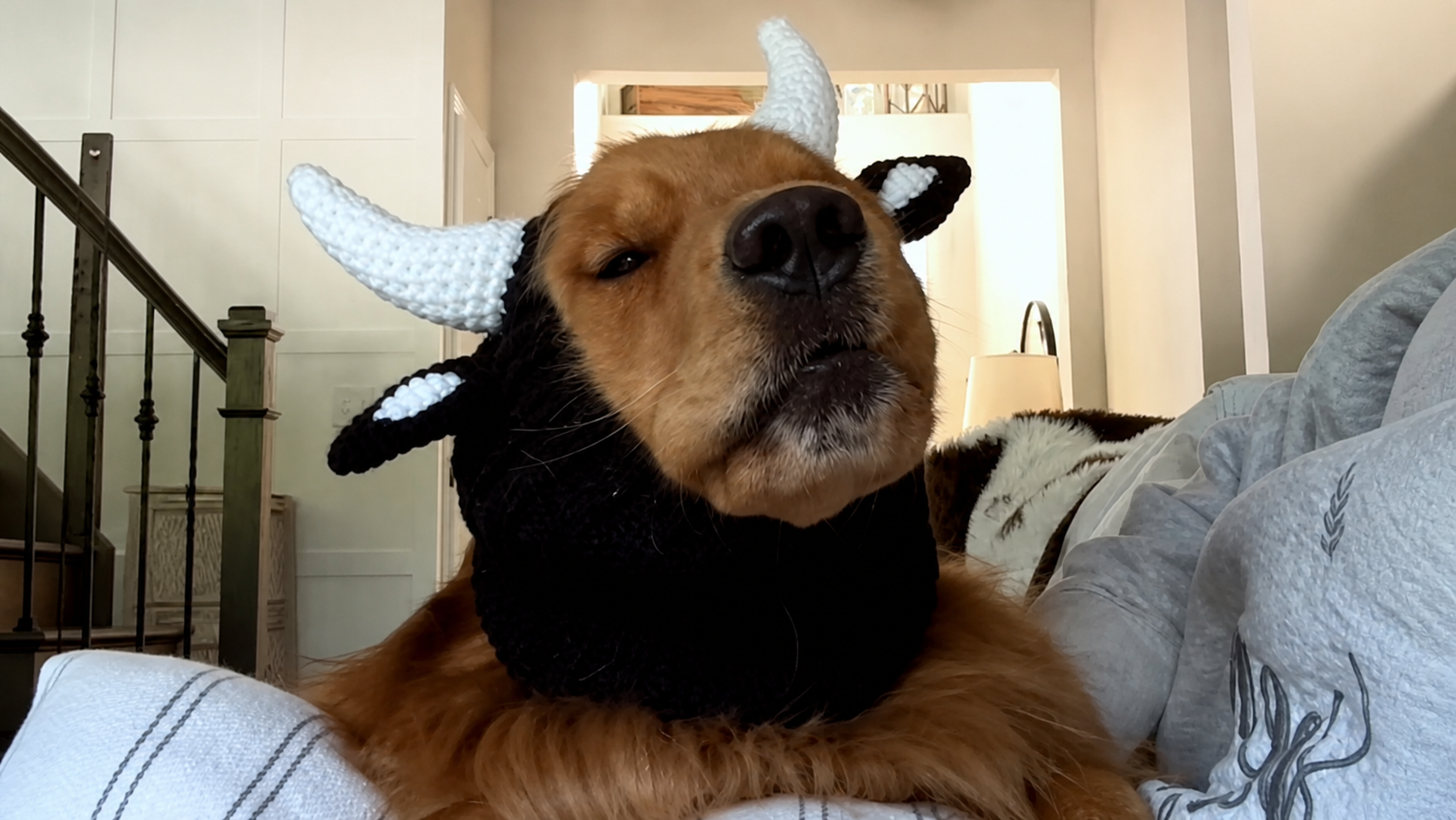 Photo inspiration: Visual Reference: My Dog Said Why Am I Wearing This
