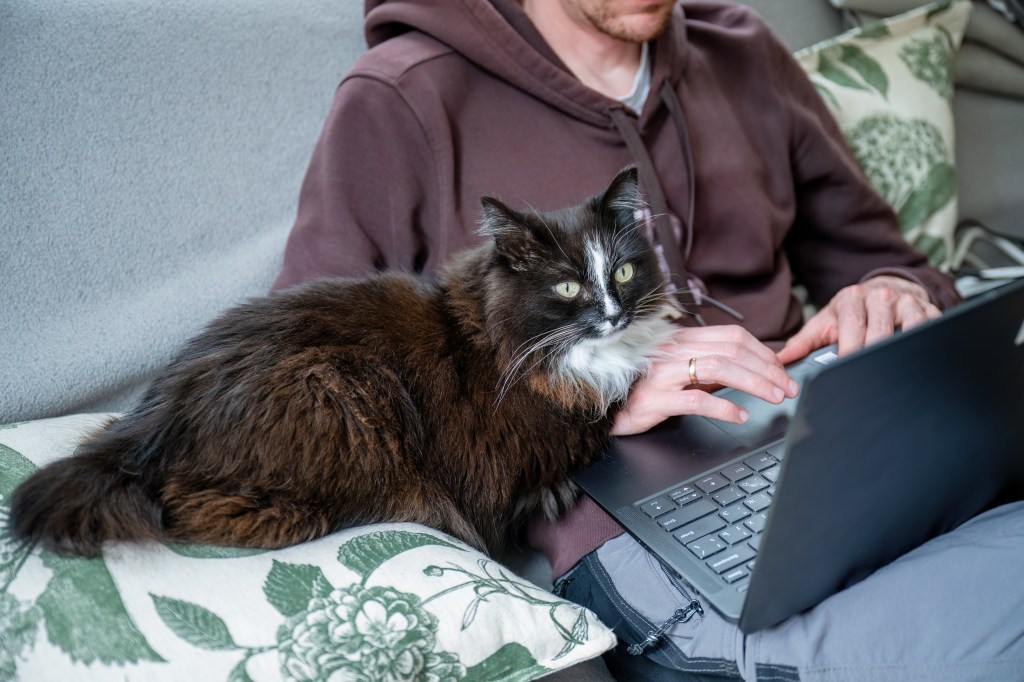 Internet in Hysterics Over Cat Running ‘24/7 Surveillance’ on Man