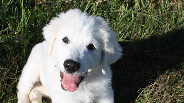 Great Pyrenees mix has the 'fattest puppy ever' and it's pure joy