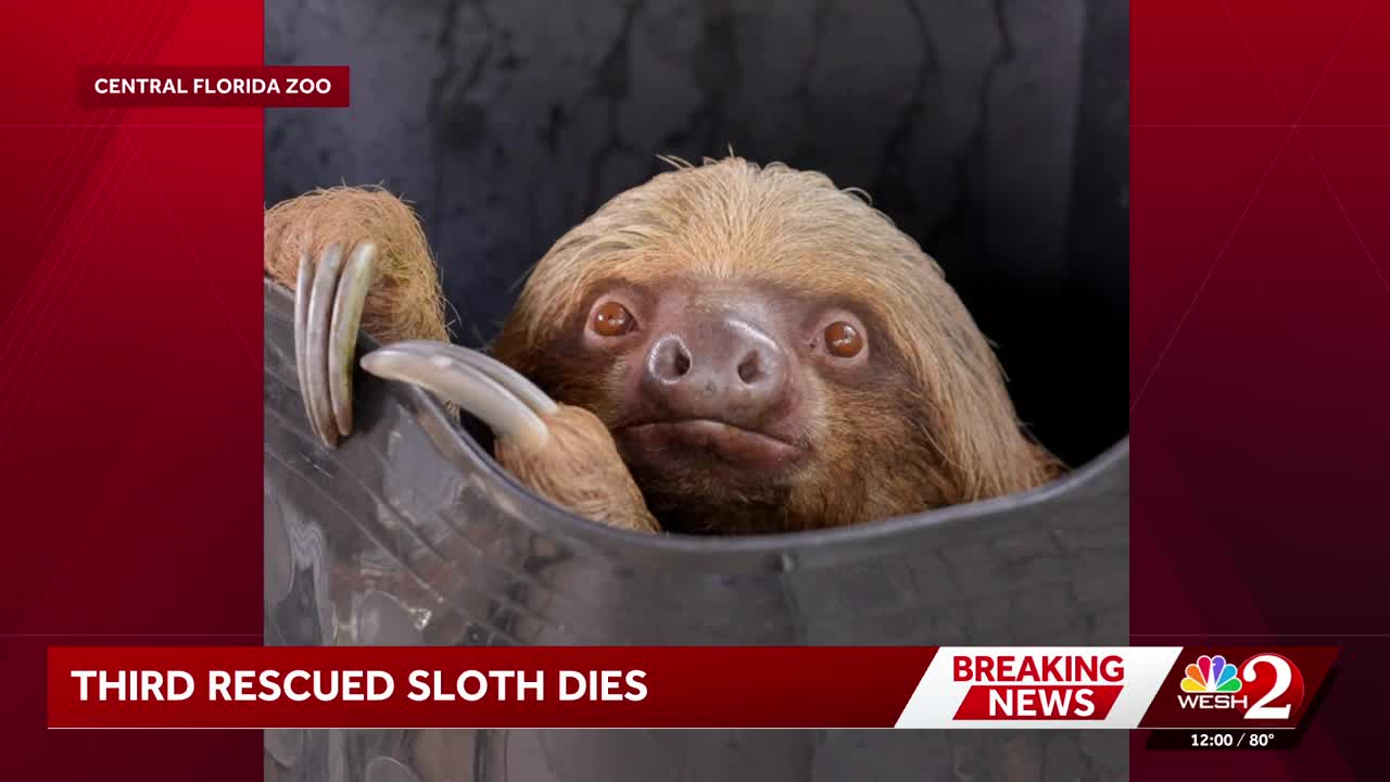 Sanford zoo reports 3rd death of 'Sloth World' rescues