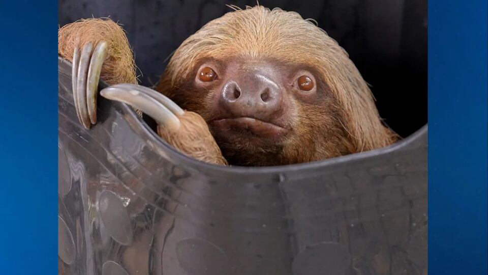 ‘Incredibly difficult week’: ‘Dumpling’ is latest sloth to die in ...