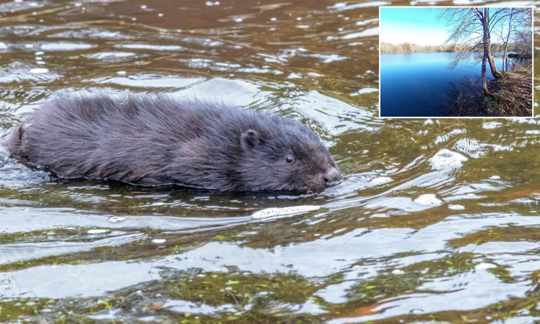 Fears for boy, 8, viciously attacked by beaver as rabid animal stalks ...