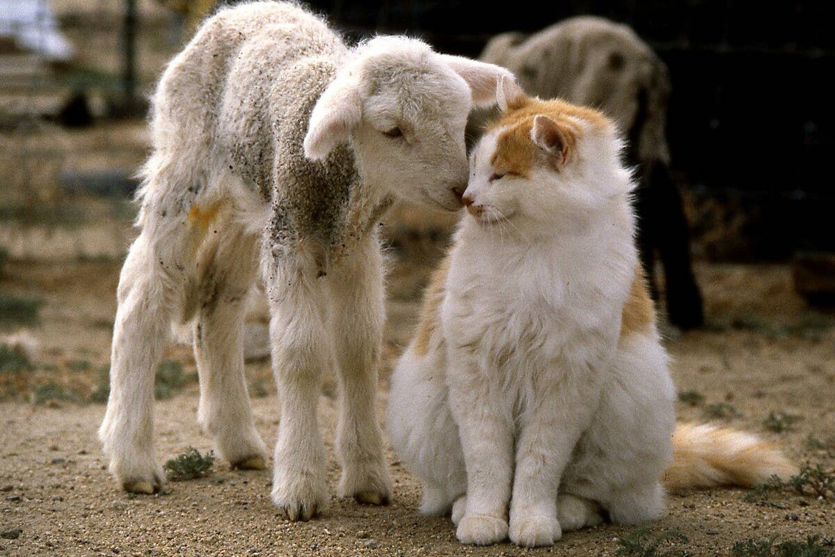 Watch a farm cat and sheep cuddle: A heartwarming moment that brightens ...