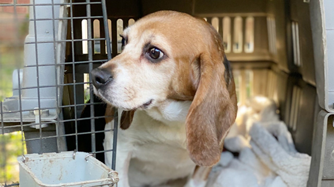 Beagles rescued from Ridglan Farms in Wisconsin headed to Minnesota ...