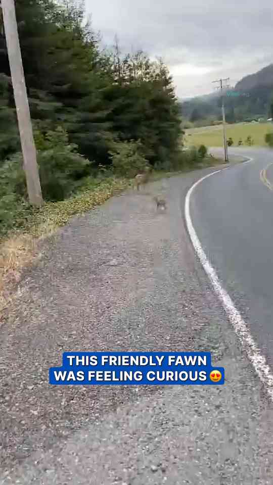 Fawn approaches for gentle head scratches in calm encounter