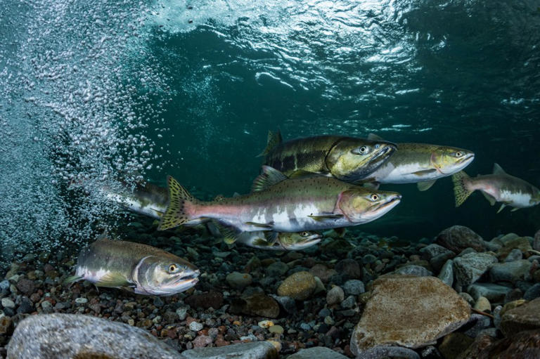 West Virginia trout stocking locations for May 5