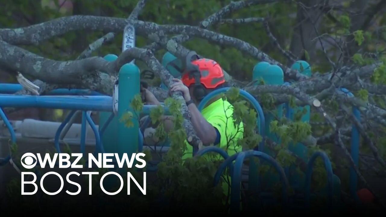 Boy dies from injuries after tree falls on playground at Massachusetts ...
