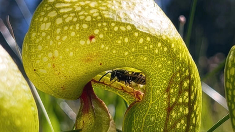 Carnivorous plants and wasps blur the line between friend and food