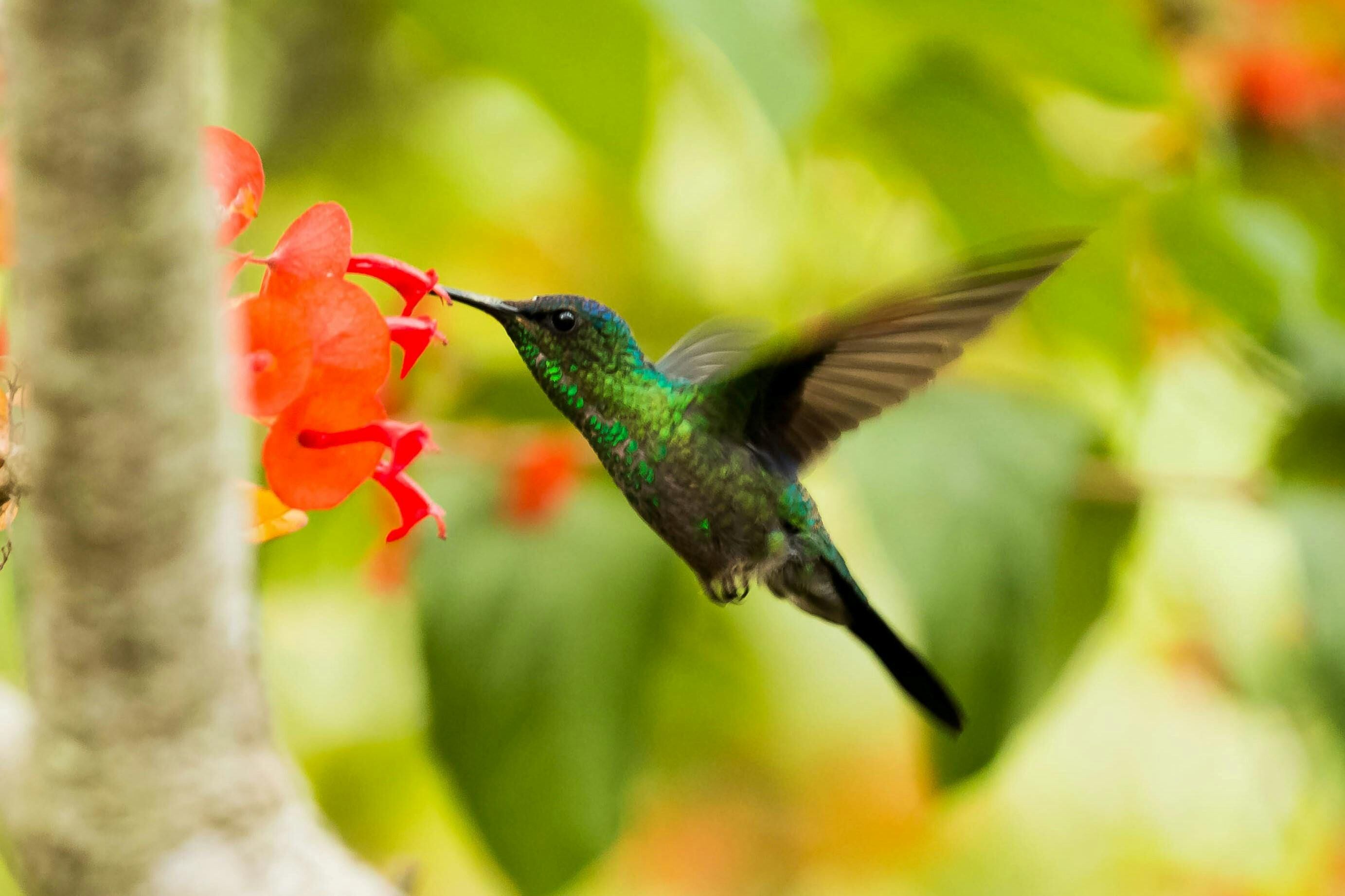 Qué significa que un colibrí aparezca en tu jardín, según la cultura ...