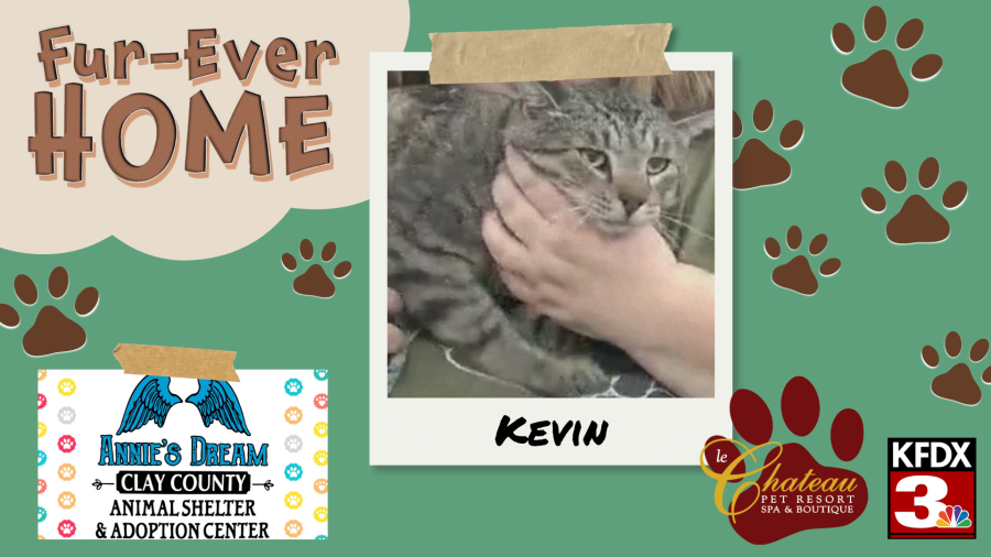 Sweet & timid Kevin from Clay County Animal Shelter seeks calm home