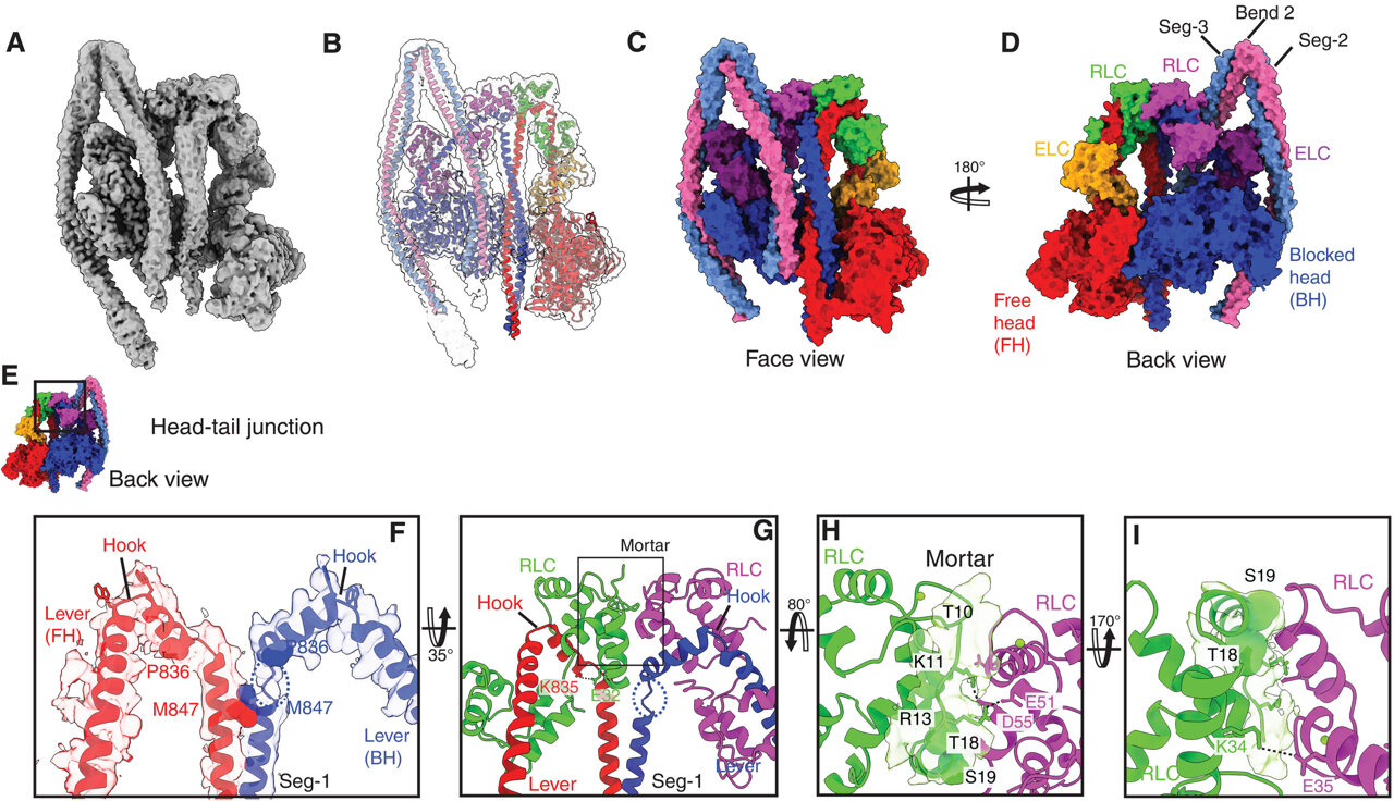 Cryo-EM imaging reveals how the body stops bleeding