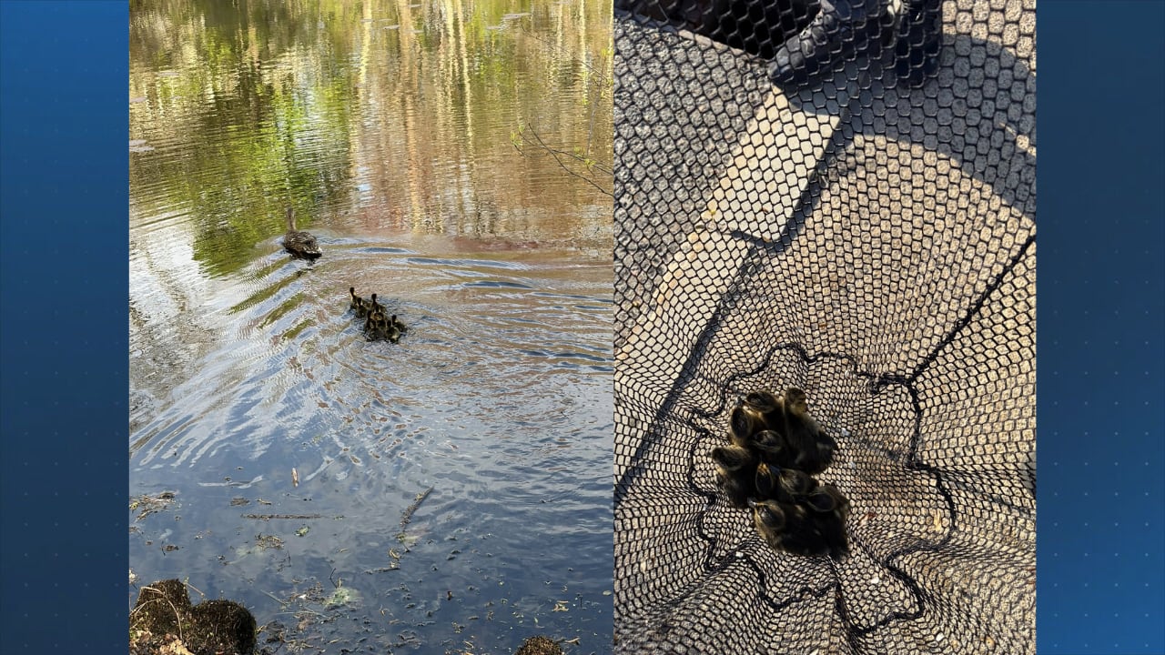Mother duck reunited with ducklings that fell into Wilmington storm drain