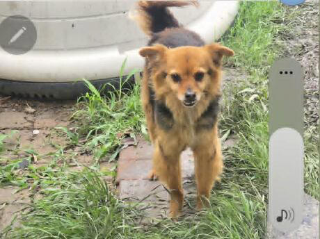 Hewitt woman asking for help after fire destroys home, kills five pets