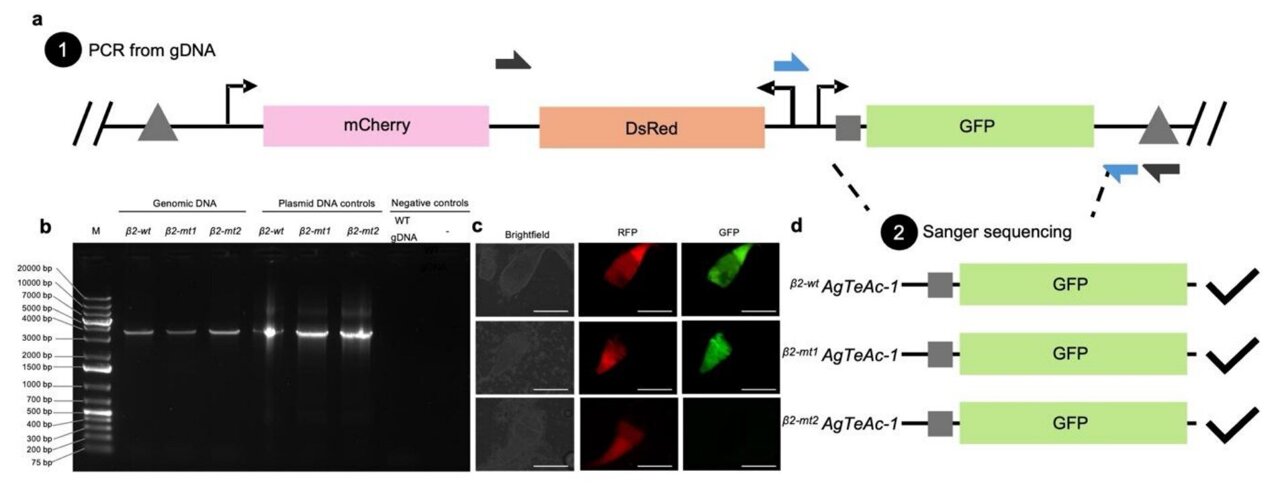 Scientists map genetic switches on mosquito reproductive genes ...