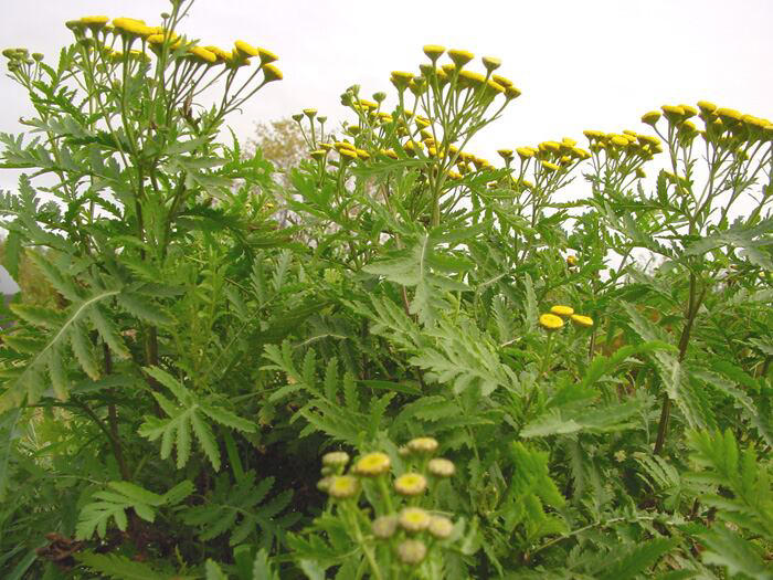 Hall County voters to decide on whether or not to dissolve weed board