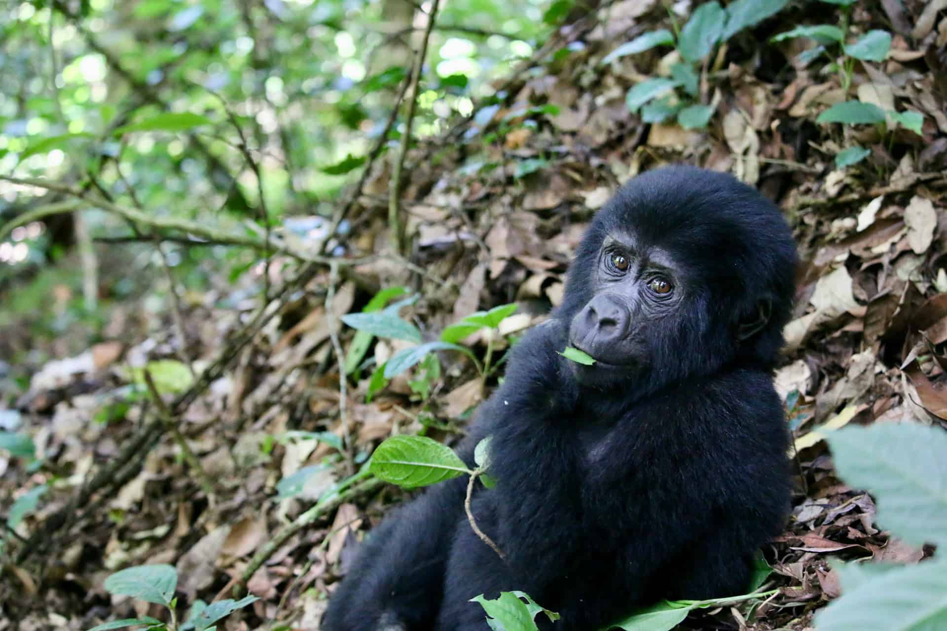 First time in Uganda: What every new visitor needs to know