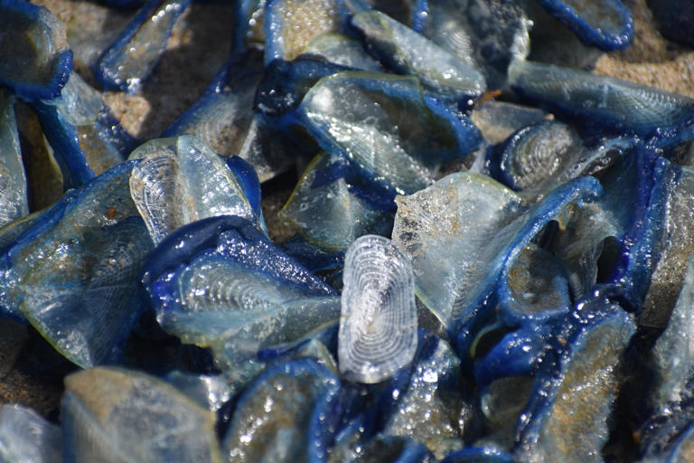 Scientists stunned by 'sheer spectacle' as sea creatures flood beaches