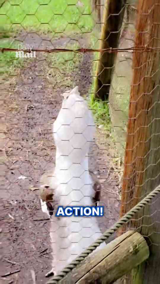 Bird’s unusual call sounds like a dinosaur roar