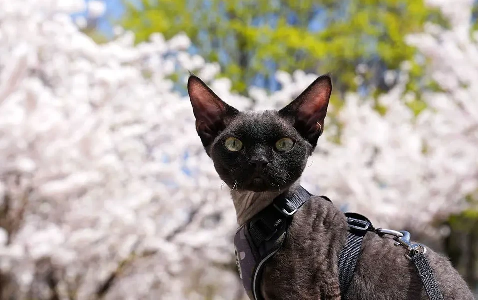 Devon rex cats: The playful pixies of the pet world