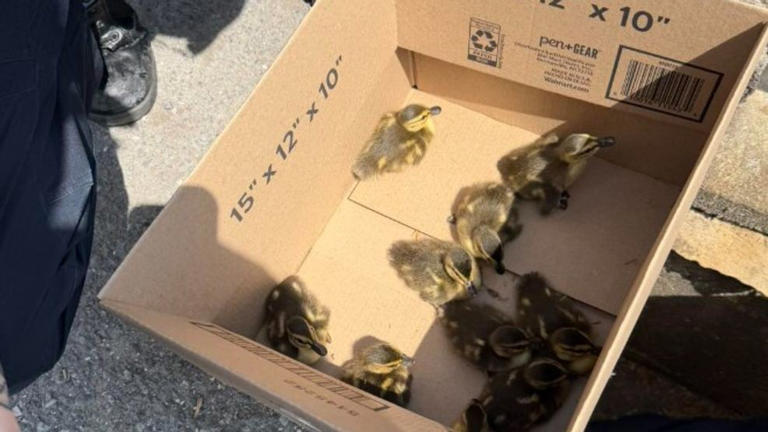 Video | Firefighters rescue ducklings from storm drain in Mechanicsburg