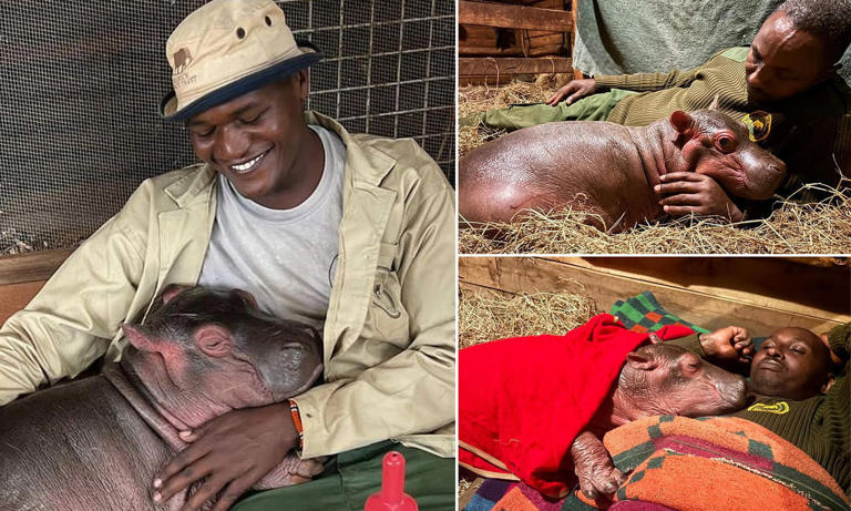 Meet Bumpy the hippo who is being hand-reared after being found nudging ...