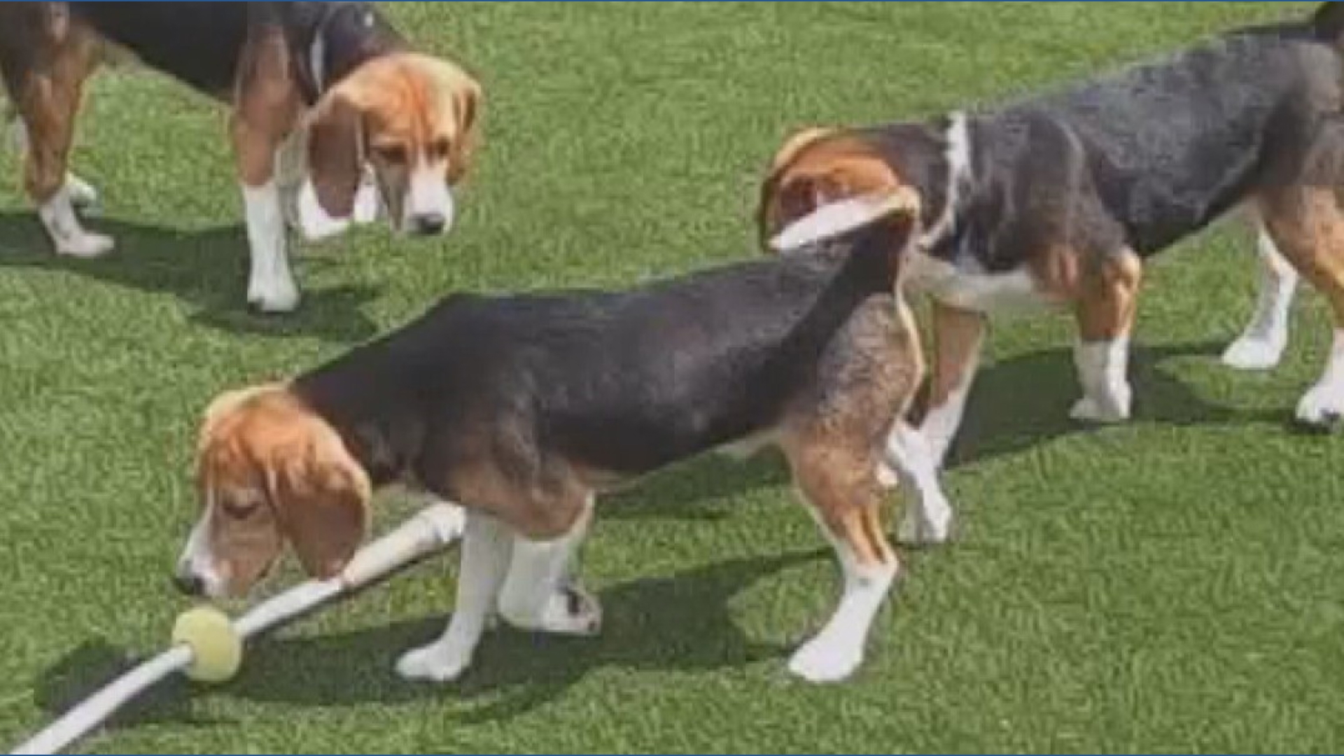 The first group of beagles rescued from Ridglan Farms are settling in ...