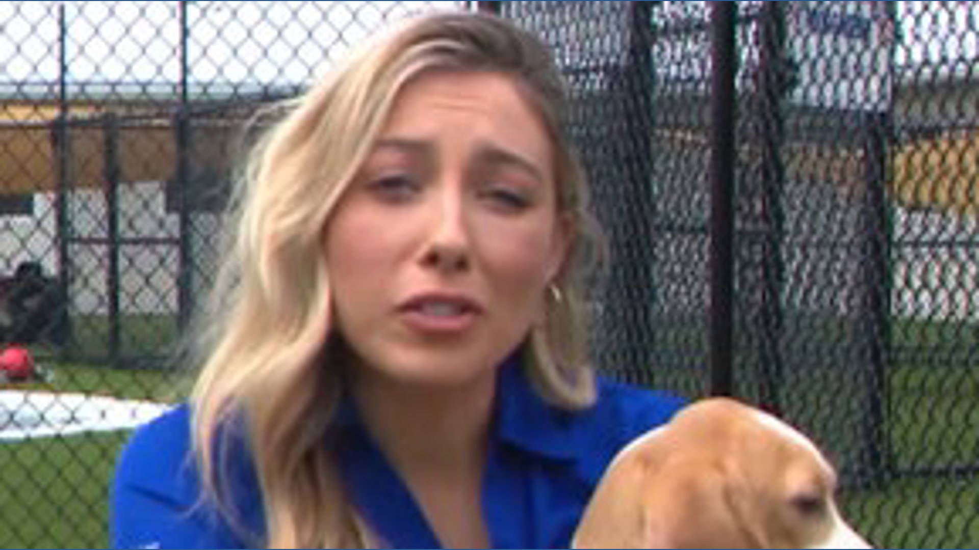 Beagles who've been caged, 'never touched grass' rescued