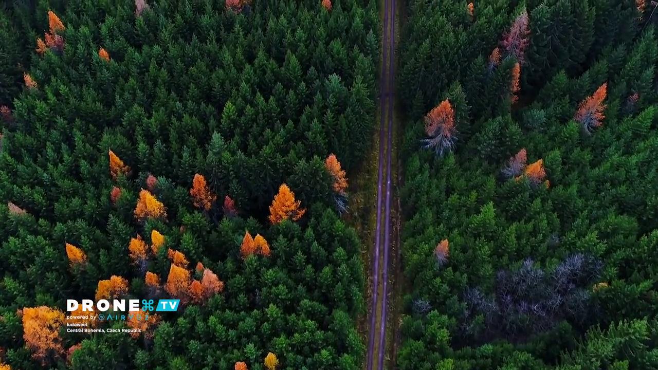 Леса сверху