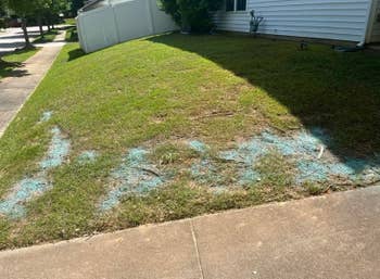Lawn with sections of bare soil and patches of blue grass seed, next to a sidewalk and fenced yard
