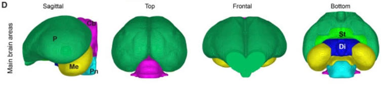 Quantum reactions in birds’ eyes may help them sense Earth’s magnetic field