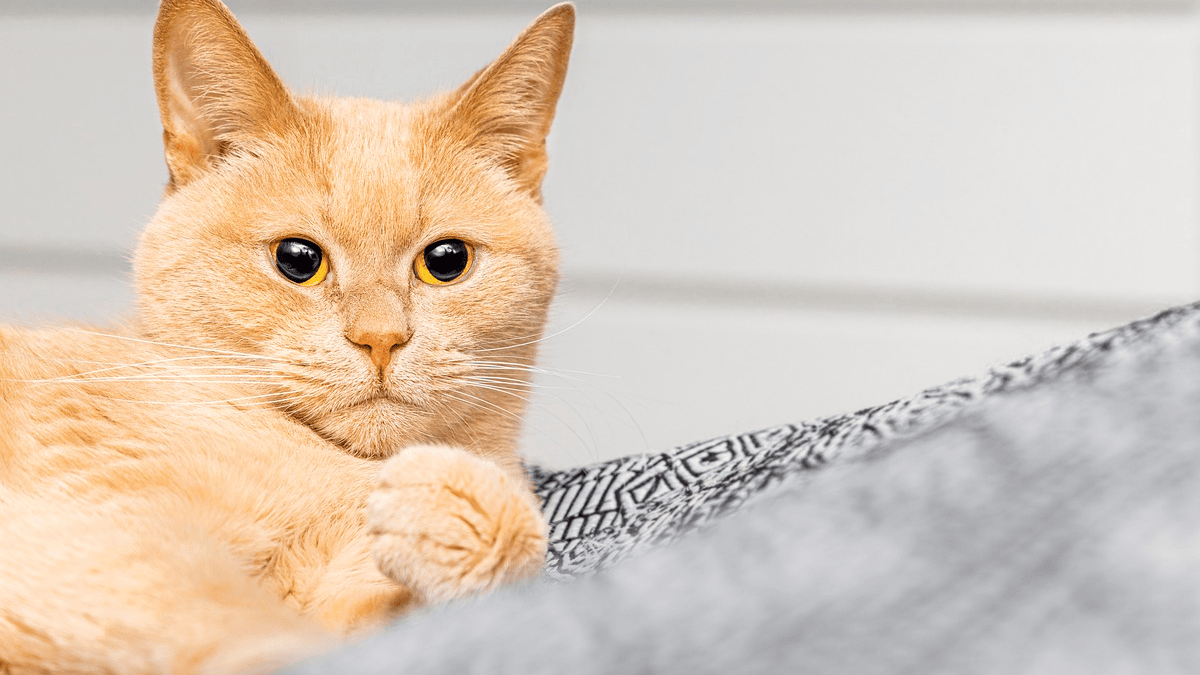 5 important words your cat deserves to hear from you at least once