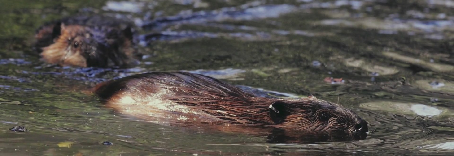 Rabid beaver attacked 9-year-old boy in NJ park: officials
